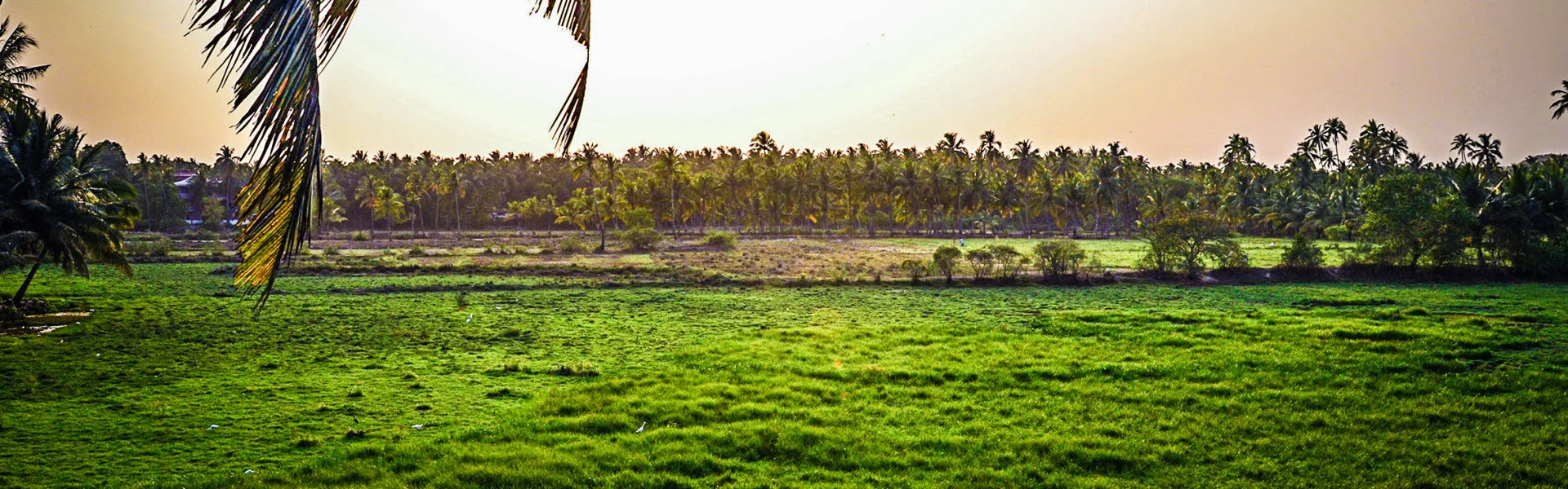 Rice plantation in Goa