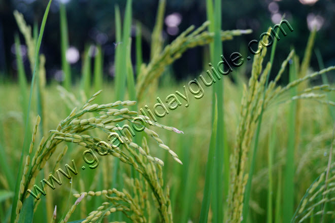 Paddy Harvest