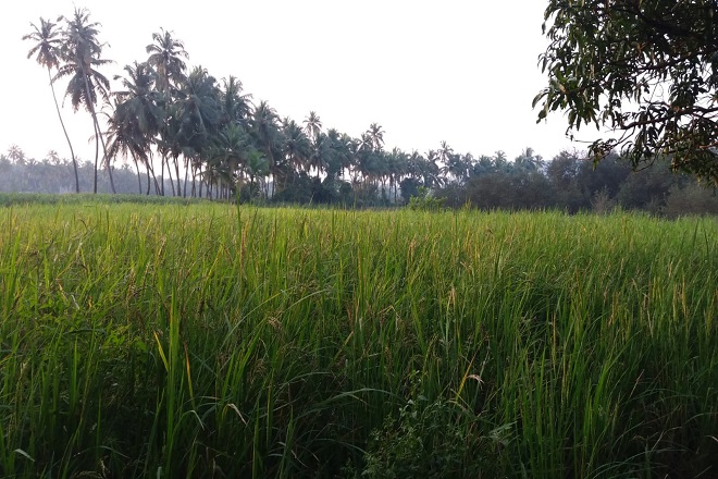 Goa Monsoon